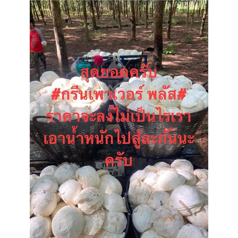 กรีนเพาเวอร์พลัส 1 ขวด รูปที่ 6