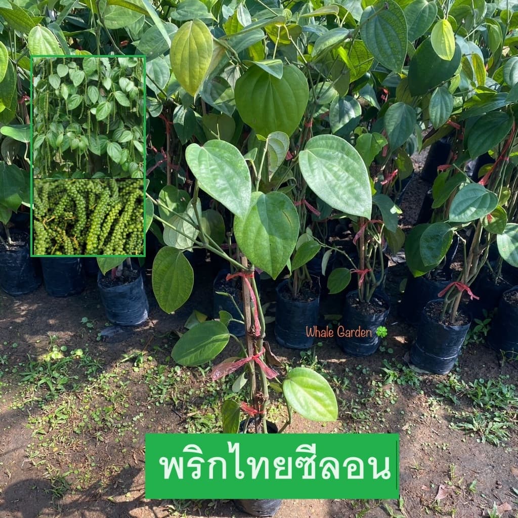 ต้นพริกไทย พันธุ์พริกไทยซีลอน กิ่งชำ ถ่ายจากสินค้าจริง รูปที่ 1