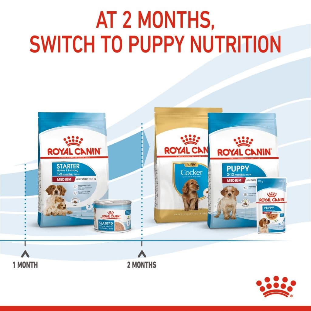 Royal Canin Mini Starter 3kg สำหรับ แม่สุนัข ตั้งท้อง และ ลูกสุนัข พันธุ์เล็ก 3 kg / 1kg. มี 2 ขนาด รูปที่ 6
