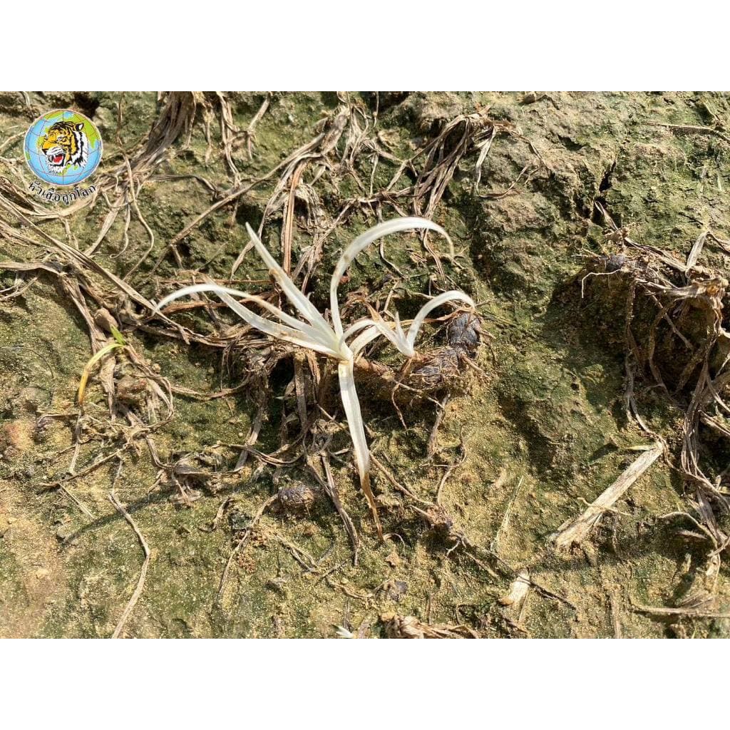 เสือโซนซีน 1 กก. หัวเสือลูกโลก มีโซไตรโอน+อะทราซีน สูตรเม็ดแรงกว่า3เท่า คุมฆ่าวัชพืชใบแคบใบกว้าง ฉีดสาดไร่อ้อยข้าวโพดได้ รูปที่ 4