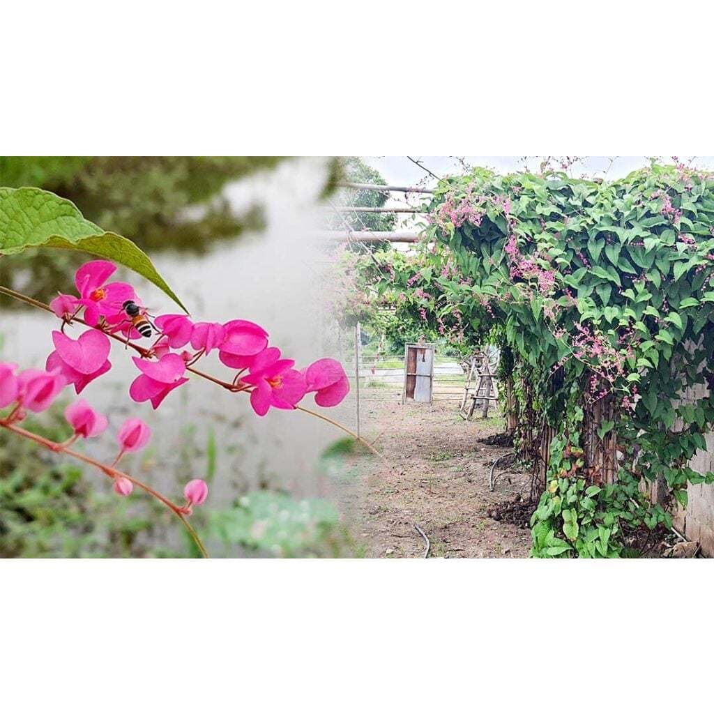 ต้นพวงชมพู ดอกทานได้ อร่อย ดอกสวย พร้อมปลูกในถุงดำ 39 บาท edible flower ไม้เลื้อย ออกดอกเป็นช่อ รูปที่ 3