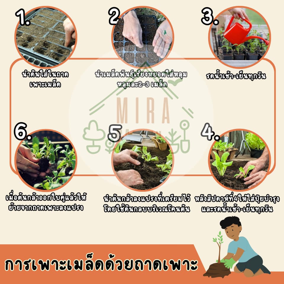 เมล็ดพันธุ์ผักกาดขาวปลี บรรจุ 500 เมล็ด รูปที่ 6