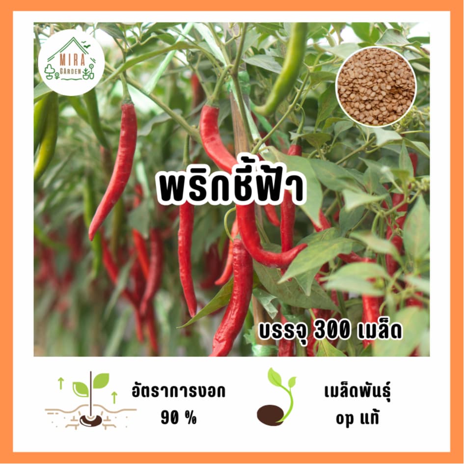 เมล็ดพันธุ์ พริกชี้ฟ้า บรรจุ 300 เมล็ด รูปที่ 1