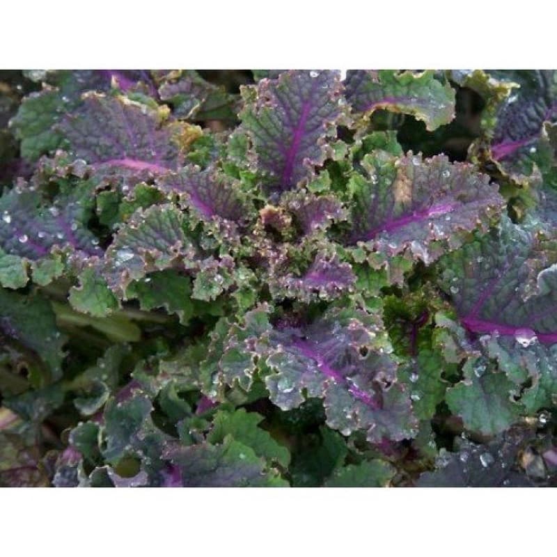 เมล็ดพันธุ์ ผักเคล Kale Seed หรือ ผักคะน้า ใบหยัก เคล / Siberian Kale ไซบีเรียน / แดงรัสเซีย Red Russian / เคลไซบีเรียน รูปที่ 8