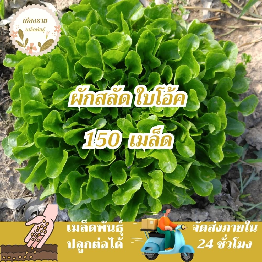 เมล็ดพันธุ์ ผักสลัด ใบโอ้ค 150 เมล็ด Oak Leaf Lettuce Seed เมล็ดพันธุ์แท้ 100% นำเข้าจากต่างประเทศ รูปที่ 1