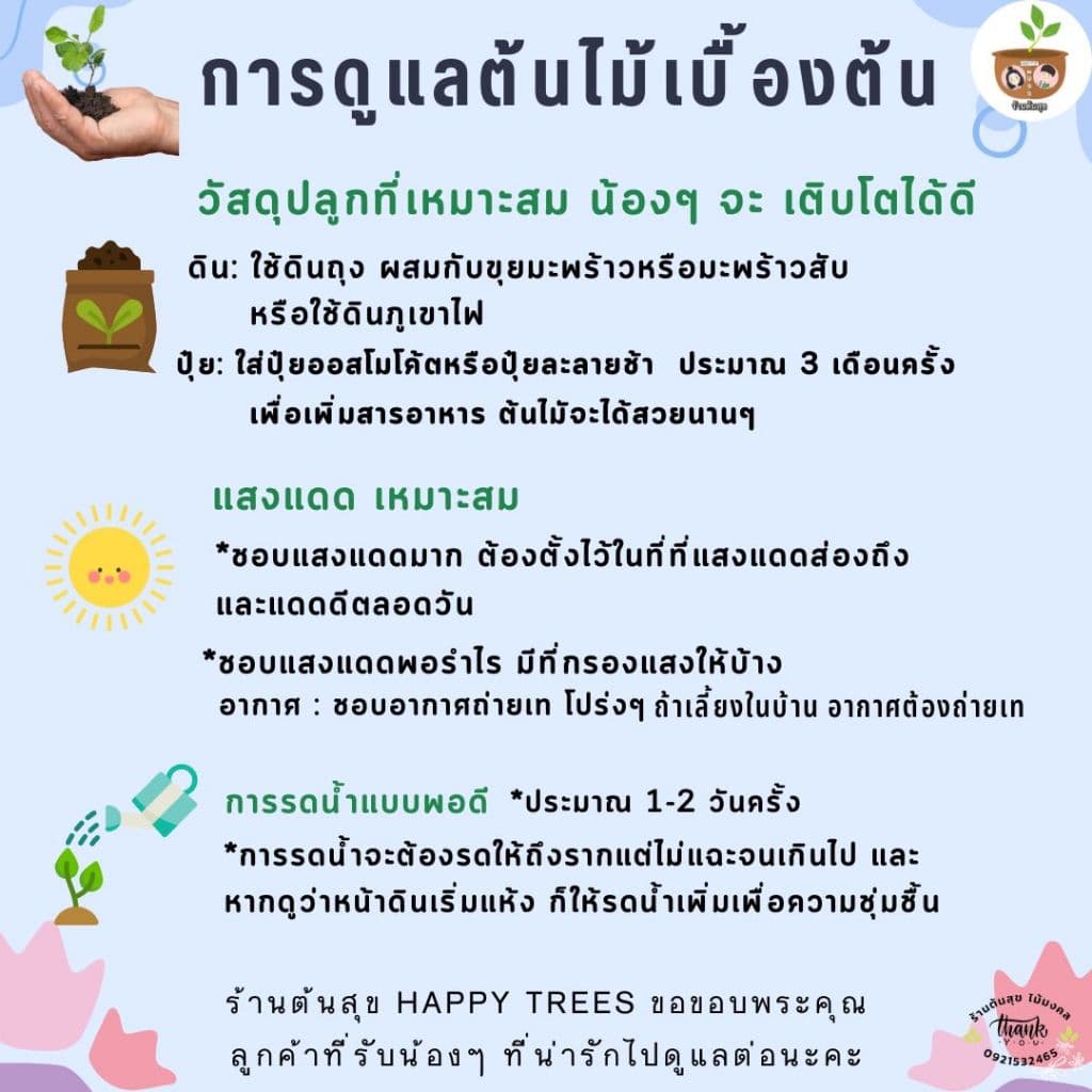 ต้นว่านน้ำทอง จัดส่ง 2 ต้นขึ้นไป คละแบบได้ รูปที่ 5