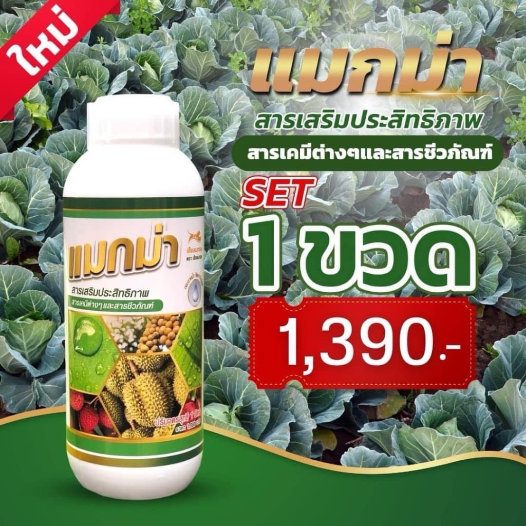 แมกม่าลาวา แมกม่า สารจับใบ ต้านเพลี้ยลดการหลุดร่วง + ปุ๋ยนำ้ลาวา เร่งฟื้นฟูต้น เพิ่มปริมาณผลผลิต รูปที่ 1