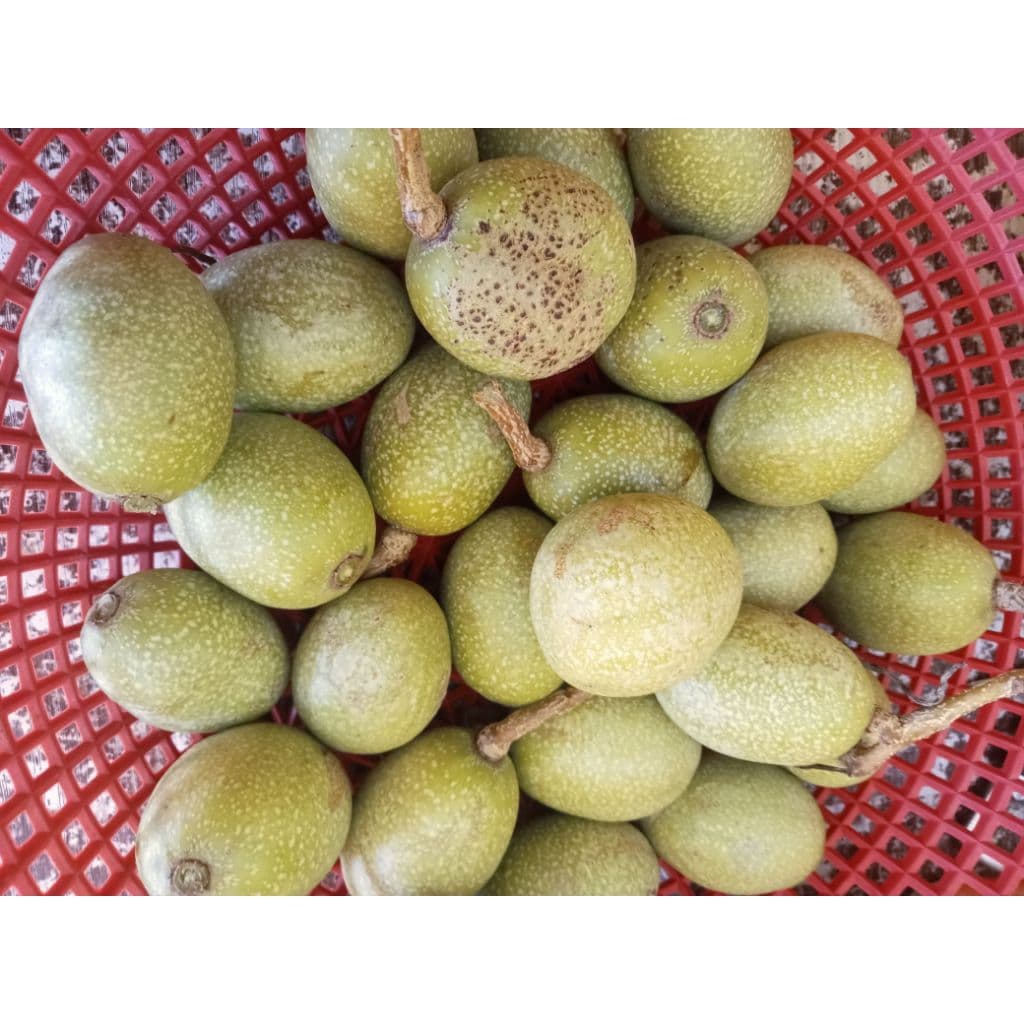 มะกอกใส่ส้มตำมะกอกป่ามะกอกดิบใส่ส้มตำได้เหมือนแบบสุกอร่อยมาก1กก รูปที่ 7