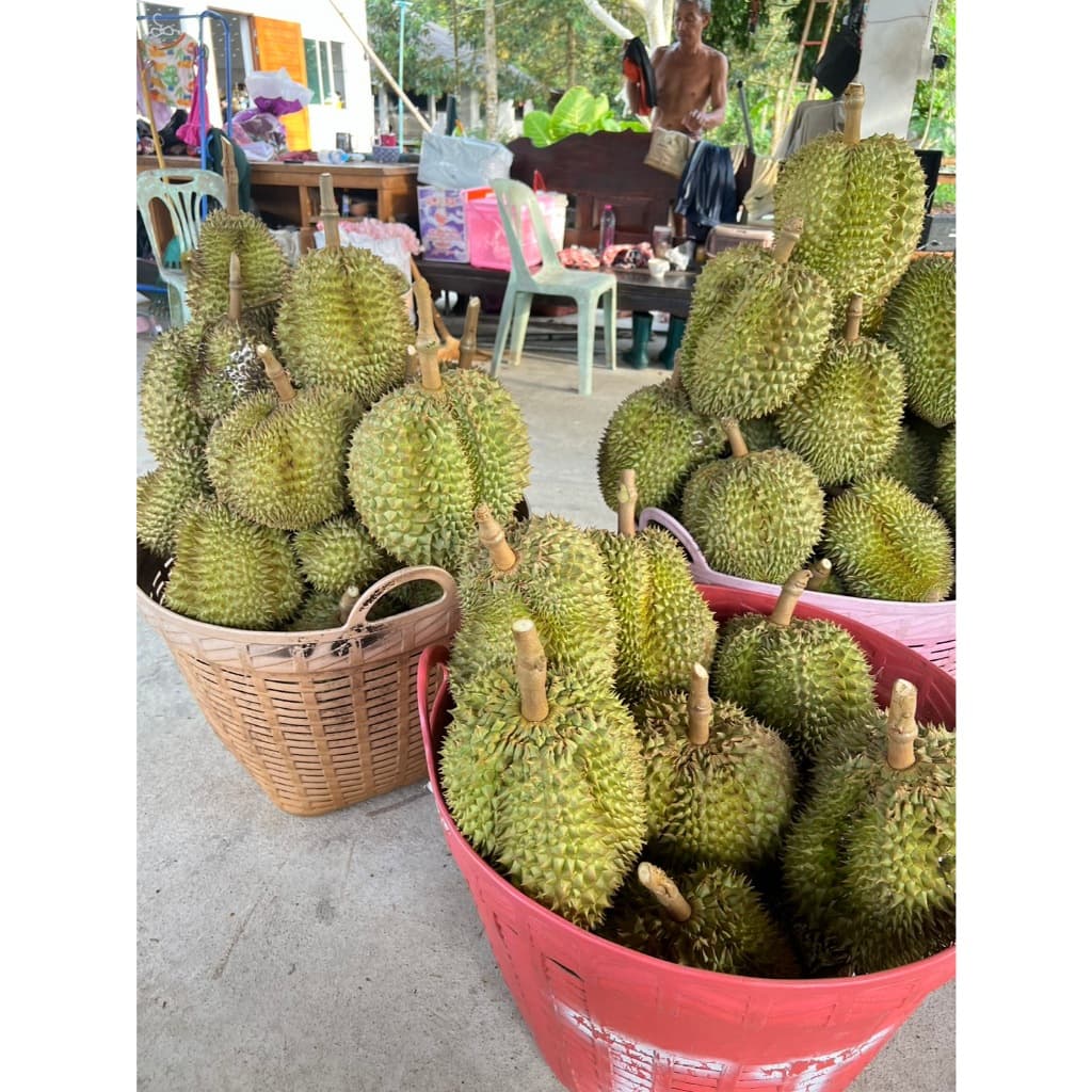 ทุเรียนหมอนทอง เกรด A นน. 3 กิโลกรัม ขึ้นไป รูปที่ 5