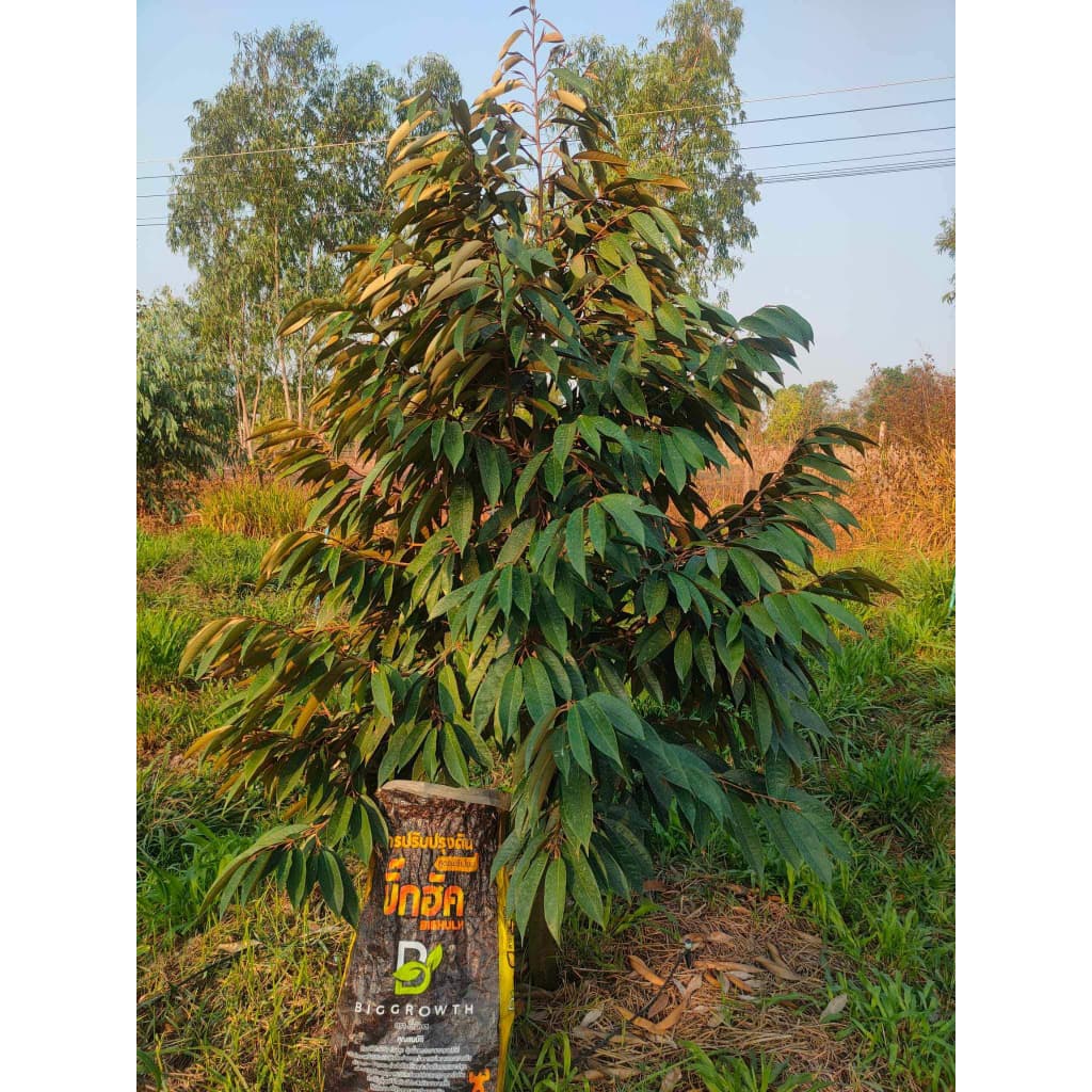 Big Hulk – บิ๊กฮัค | สารปรับสภาพดินสูตรพรีเมี่ยม | เม็ด 3 สี | ไม่มีเคมี | บรรจุ 25 กก. รูปที่ 3