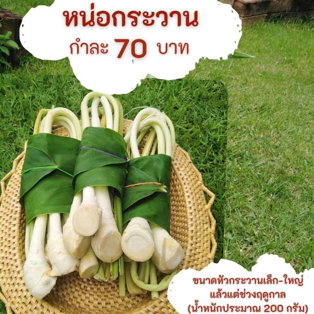 หน่อกระวาน ใช้ทำอาหาร รูปที่ 1
