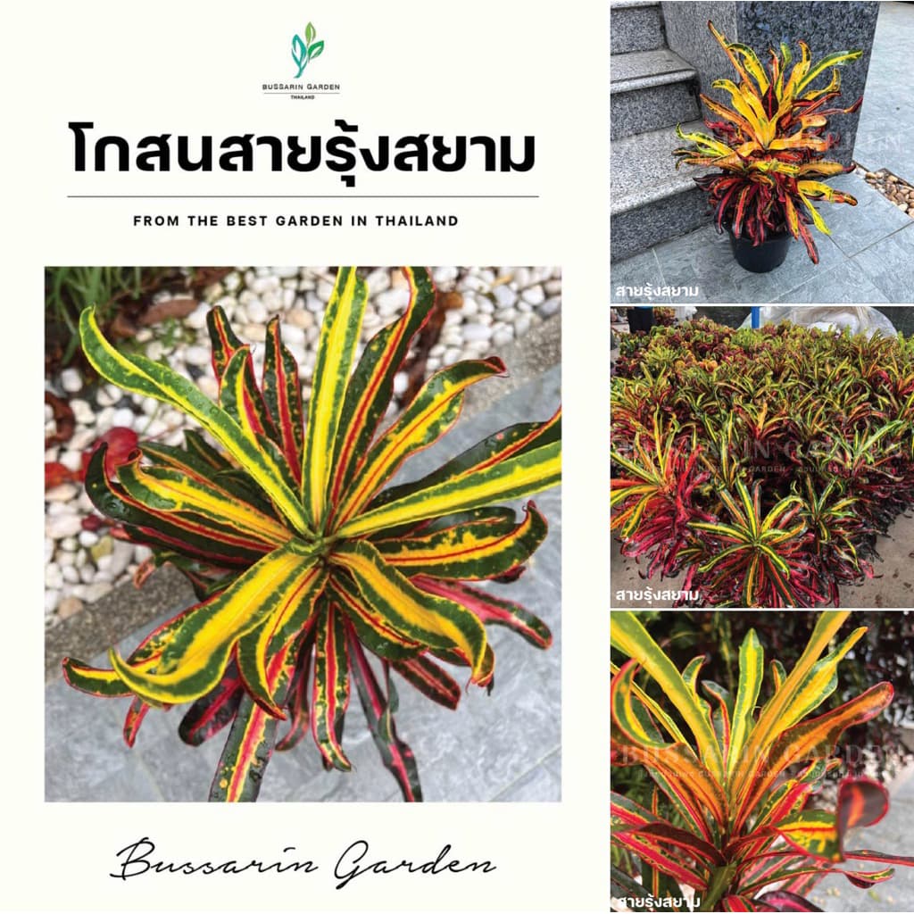 ต้นโกสนพันธุ์ สายรุ้งสยาม ไซส์ใหญ่ กระถาง 8" สูง 30-40 เซนติเมตร ซื้อ 10 แถม 1 รูปที่ 1