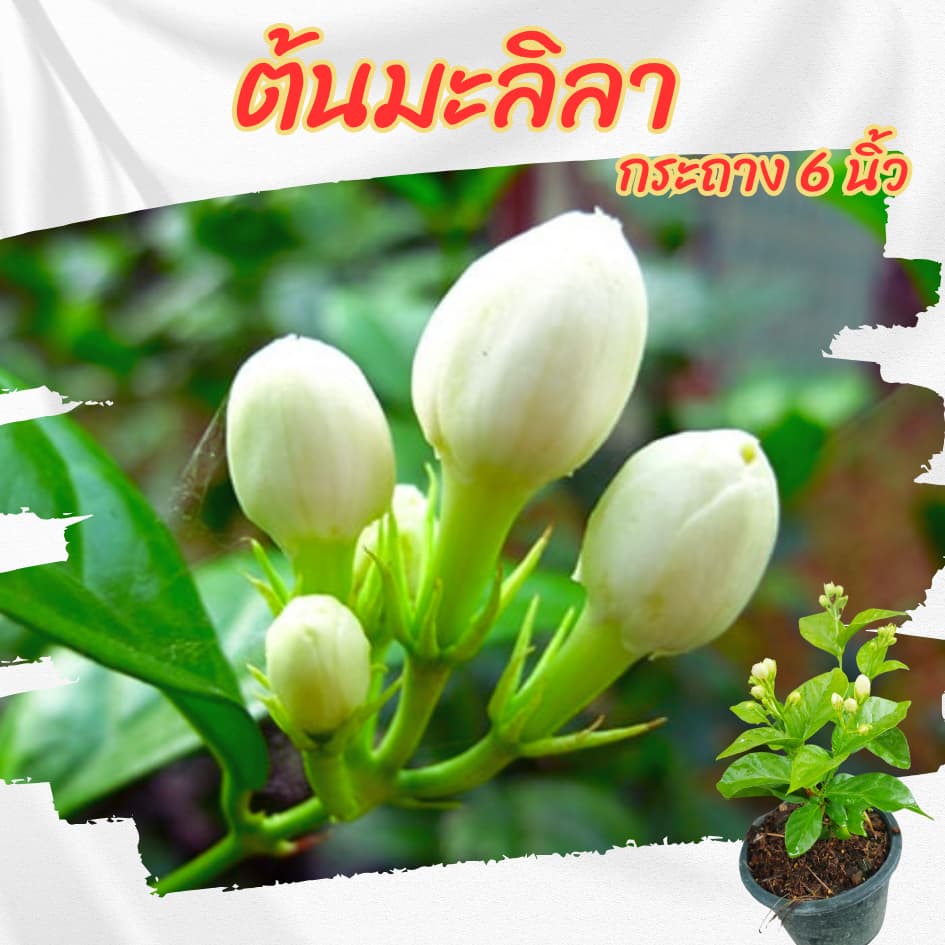 ต้นมะลิลา กระถาง 6 นิ้ว รูปที่ 2