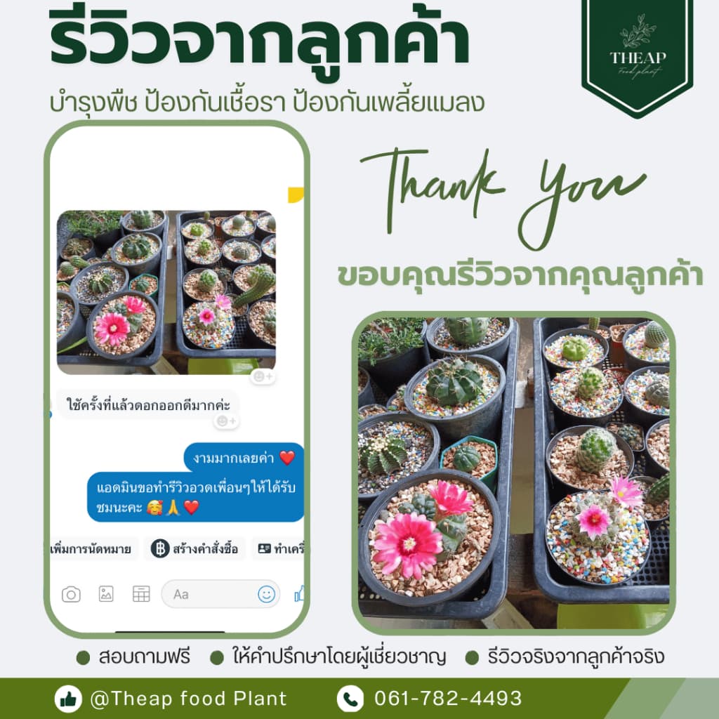 สเปรย์ป้องกันและกำจัดเชื้อราTHEAP รูปที่ 6