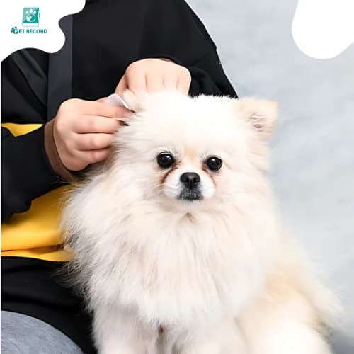 Pet Record แผ่นเช็ดสุนัขและแมว ที่เช็ดตาแมว ตา หู แบบอ่อนโยน สำหรับแมวและสุนัข ทิชชู่เปียกเช็ดคราบน้ำตา บรรจุ 130แผ่น รูปที่ 9