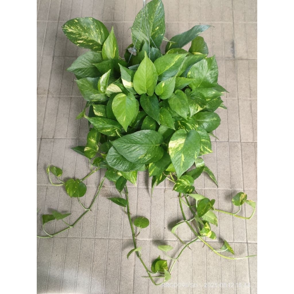 พลูด่าง/พลูด่างราชินีหินอ่อนMarble Queen กระถาง3-8นิ้วและแบบกิ่งตัดสด รูปที่ 8