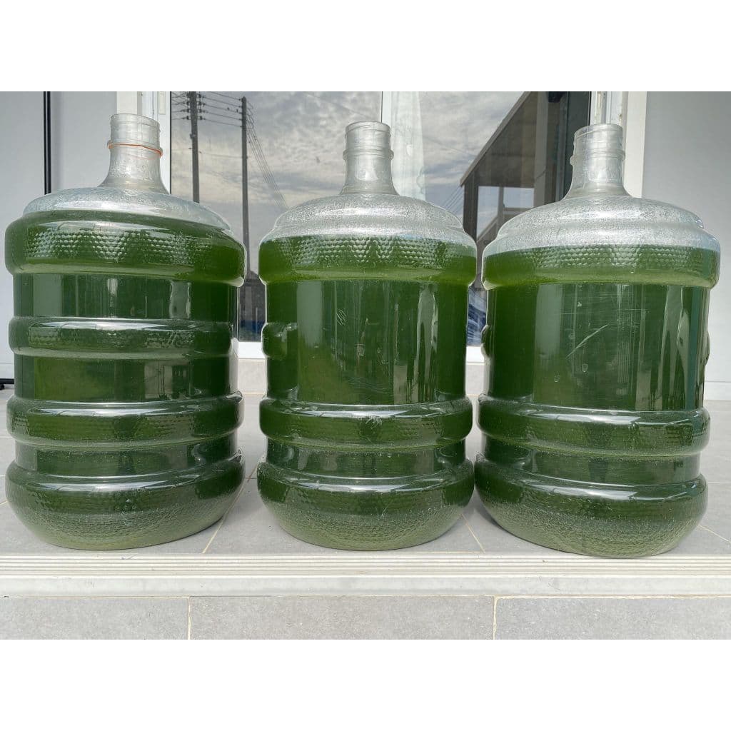 หัวเชื้อน้ำเขียว Chlorella สาหร่ายคอลเรลล่า สำหรับเพาะเลี้ยงไรแดง รูปที่ 6