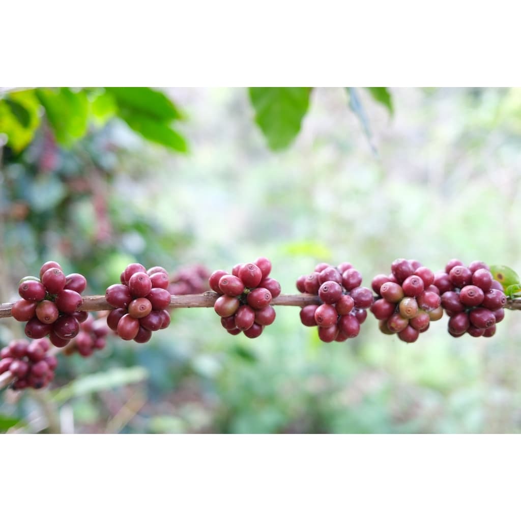 RT เมล็ดกาแฟโรบัสต้า "คั่วเข้มมาก" French Roast ขนาด 250 กรัม จากจังหวัดเชียงราย รูปที่ 9