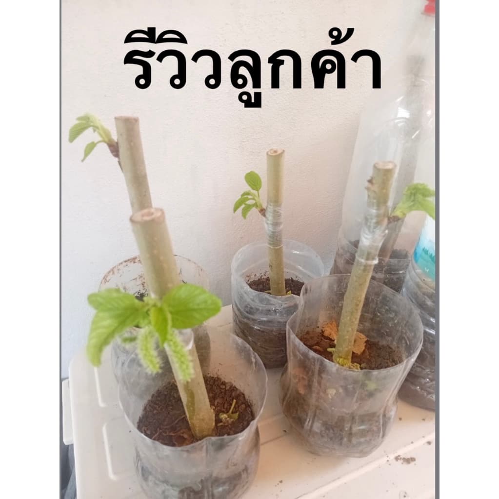 กิ่งหม่อนติดตาหม่อนหิมาลายันขาว หอมหวานปานน้ำผึ้ง รูปที่ 4