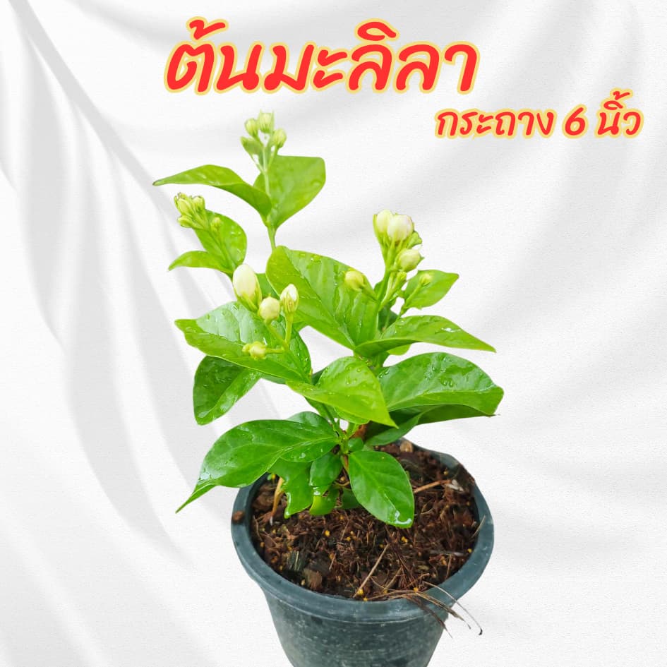 ต้นมะลิลา กระถาง 6 นิ้ว รูปที่ 3