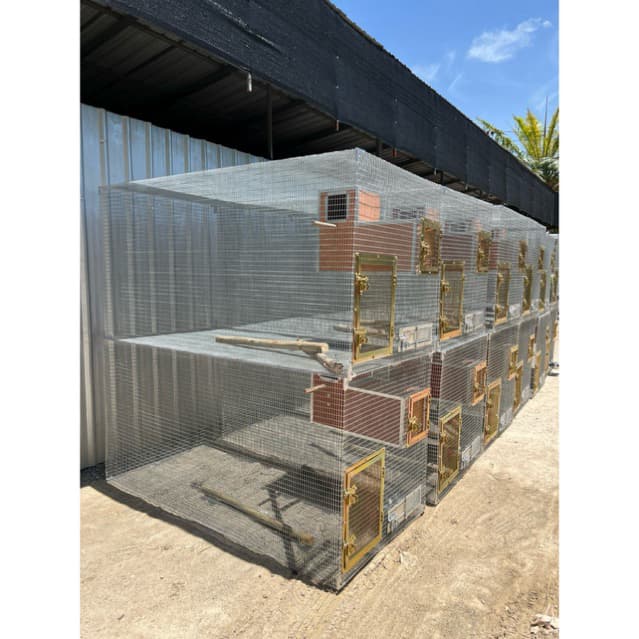 รังเพาะนกเเก้วซันคอนัวร์ กล่องนอน บ้านนก ซัน กรีนชีค ริงเนต ม็องค์ ไคท์ รูปที่ 6