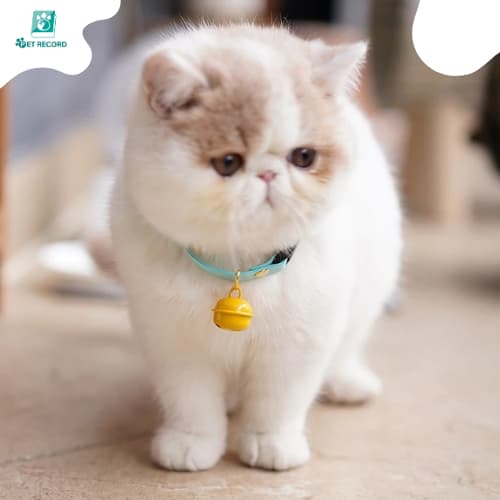 Pet Record ปลอกคอกระดิ่ง ขนาด 22 มม. สีแคนดี้ สําหรับสัตว์เลี้ยง สุนัข แมว DIY รูปที่ 7