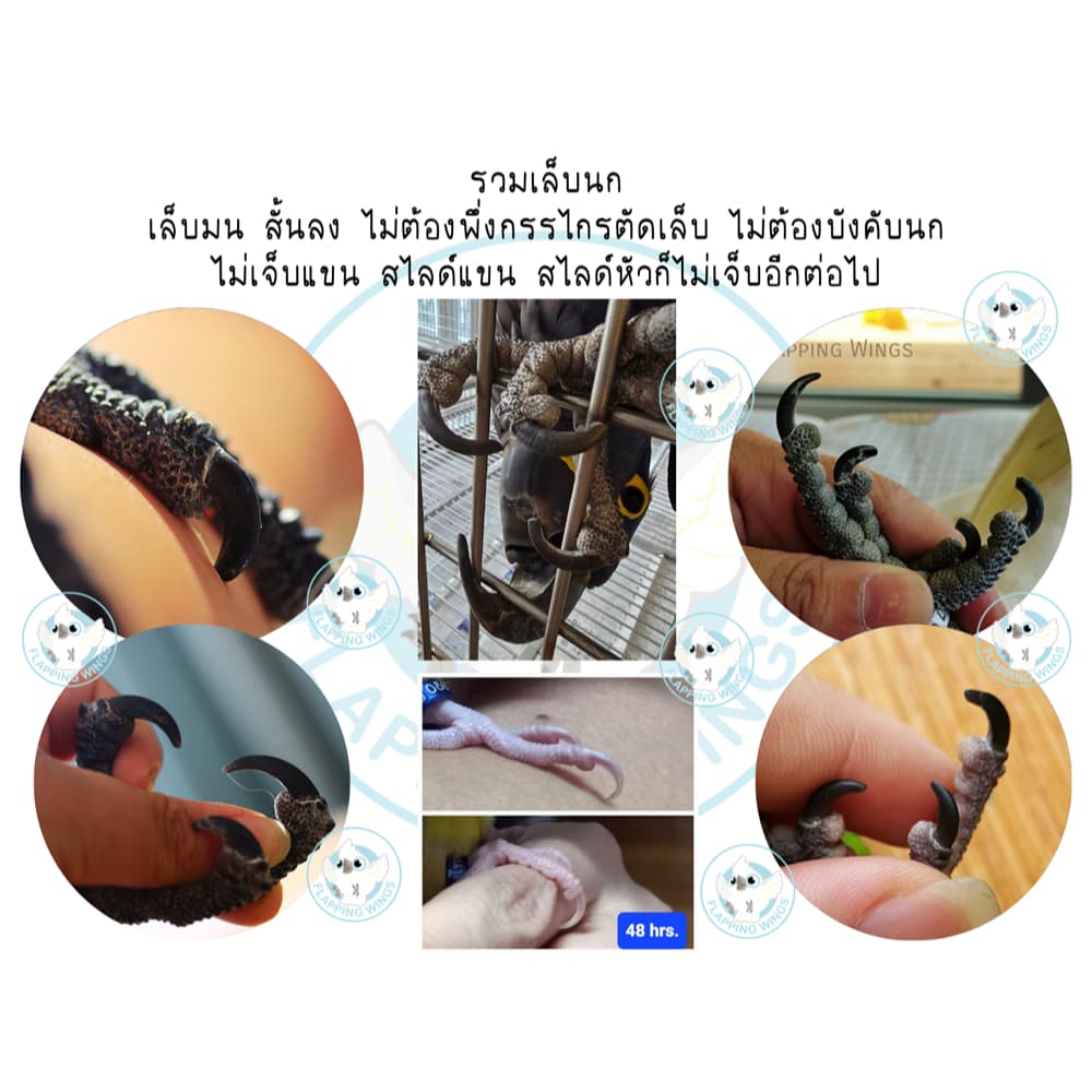 คอนลับเล็บนก Flapping Wings คอนนก คอนลับเล็บไซส์ XS - XL สำหรับนกทุกขนาด รูปที่ 2