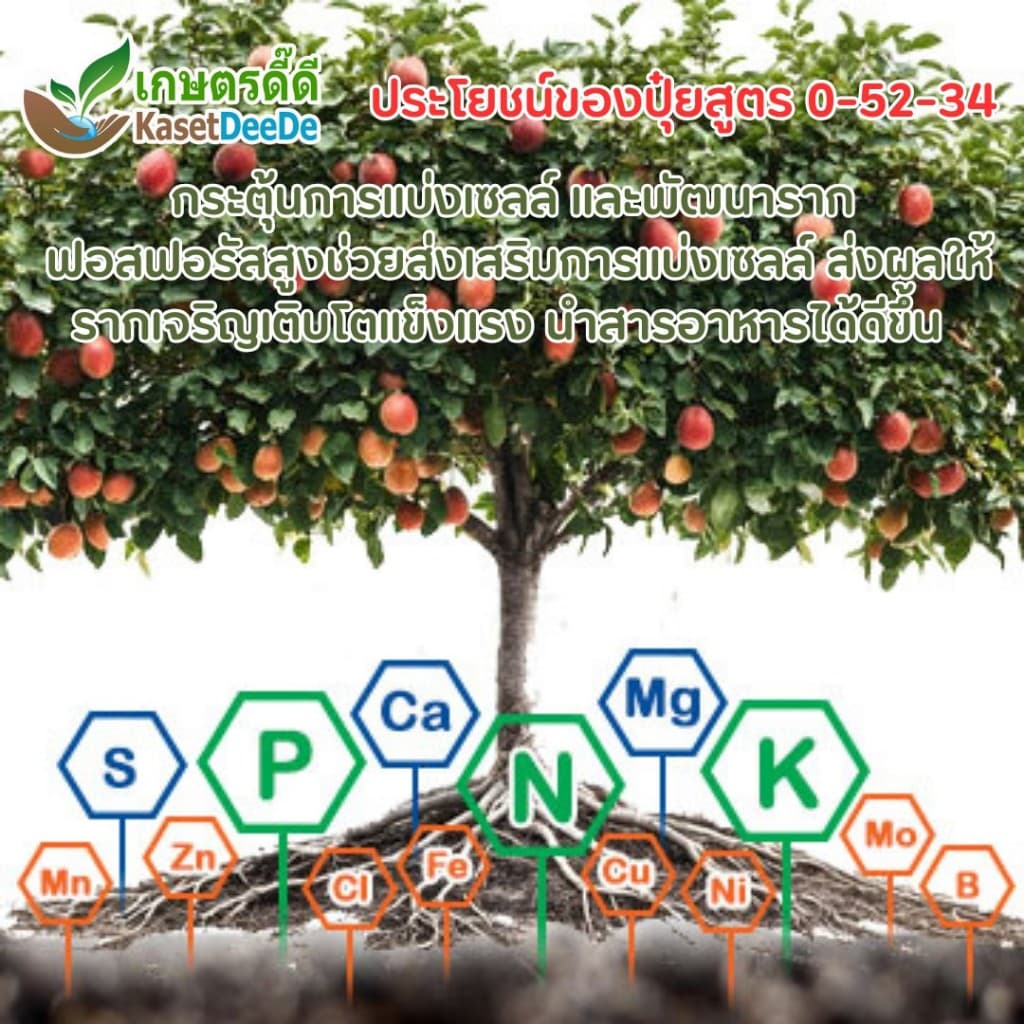 ปุ๋ย 0-52-34 โมโนโพแทสเซียมฟอสเฟต 300G/1KG Mono Potassium Phosphate ยับยั้งแตกใบอ่อน เปิดตาดอก เพิ่มผลผลิต รูปที่ 3