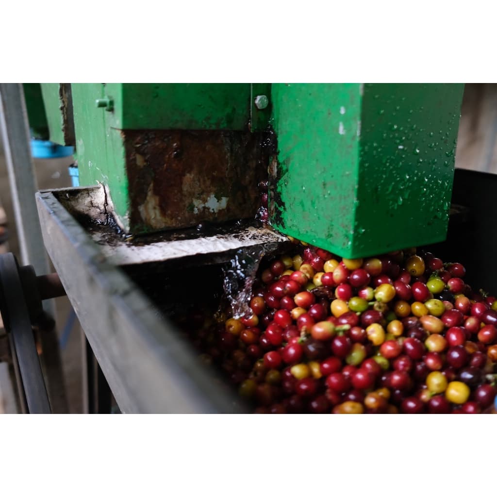 RT เมล็ดกาแฟโรบัสต้า "คั่วเข้มมาก" French Roast ขนาด 250 กรัม จากจังหวัดเชียงราย รูปที่ 5