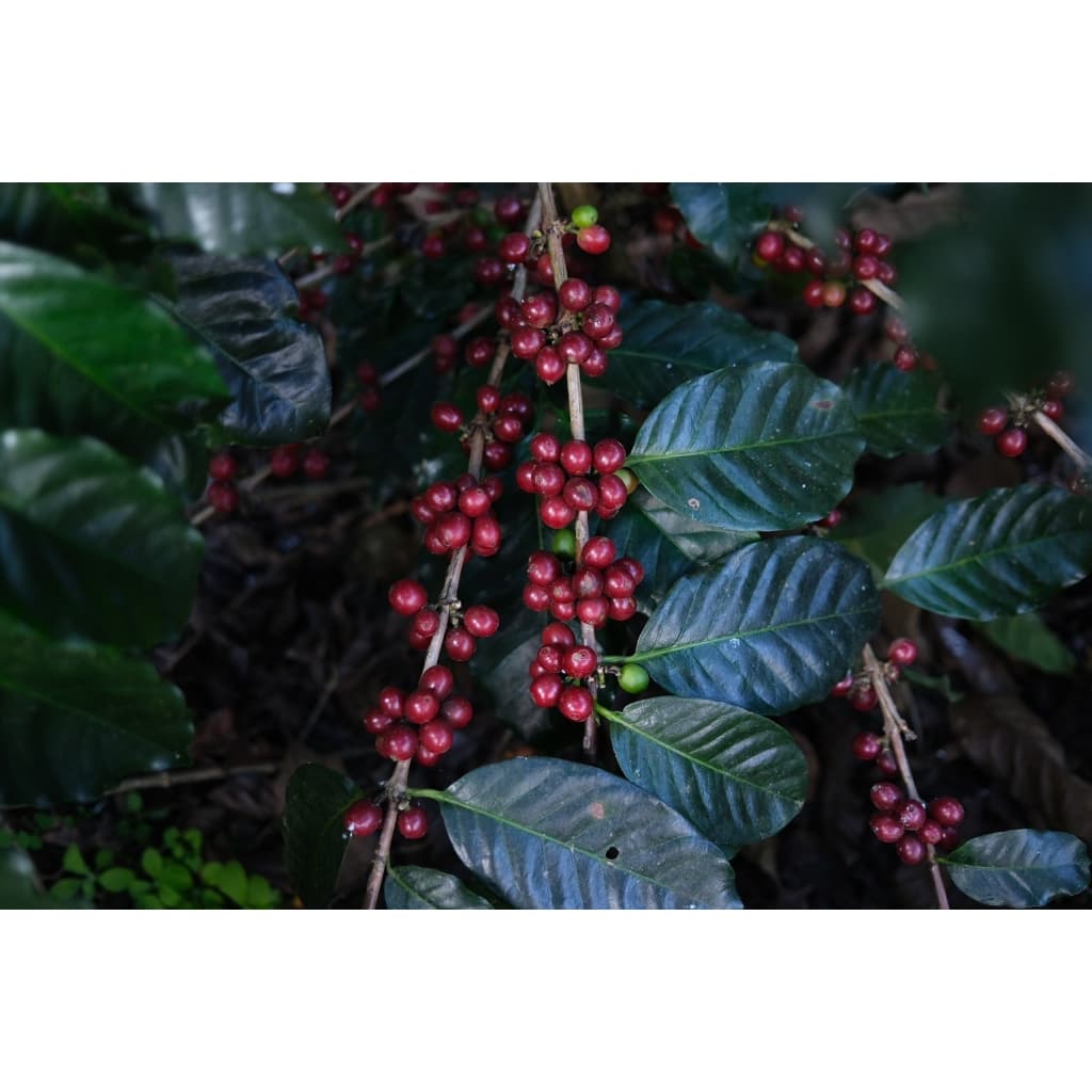 RT เมล็ดกาแฟโรบัสต้า "คั่วเข้มมาก" French Roast ขนาด 250 กรัม จากจังหวัดเชียงราย รูปที่ 4