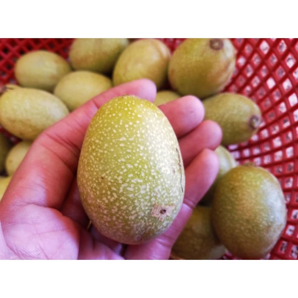 มะกอกใส่ส้มตำมะกอกป่ามะกอกดิบใส่ส้มตำได้เหมือนแบบสุกอร่อยมาก1กก รูปที่ 3
