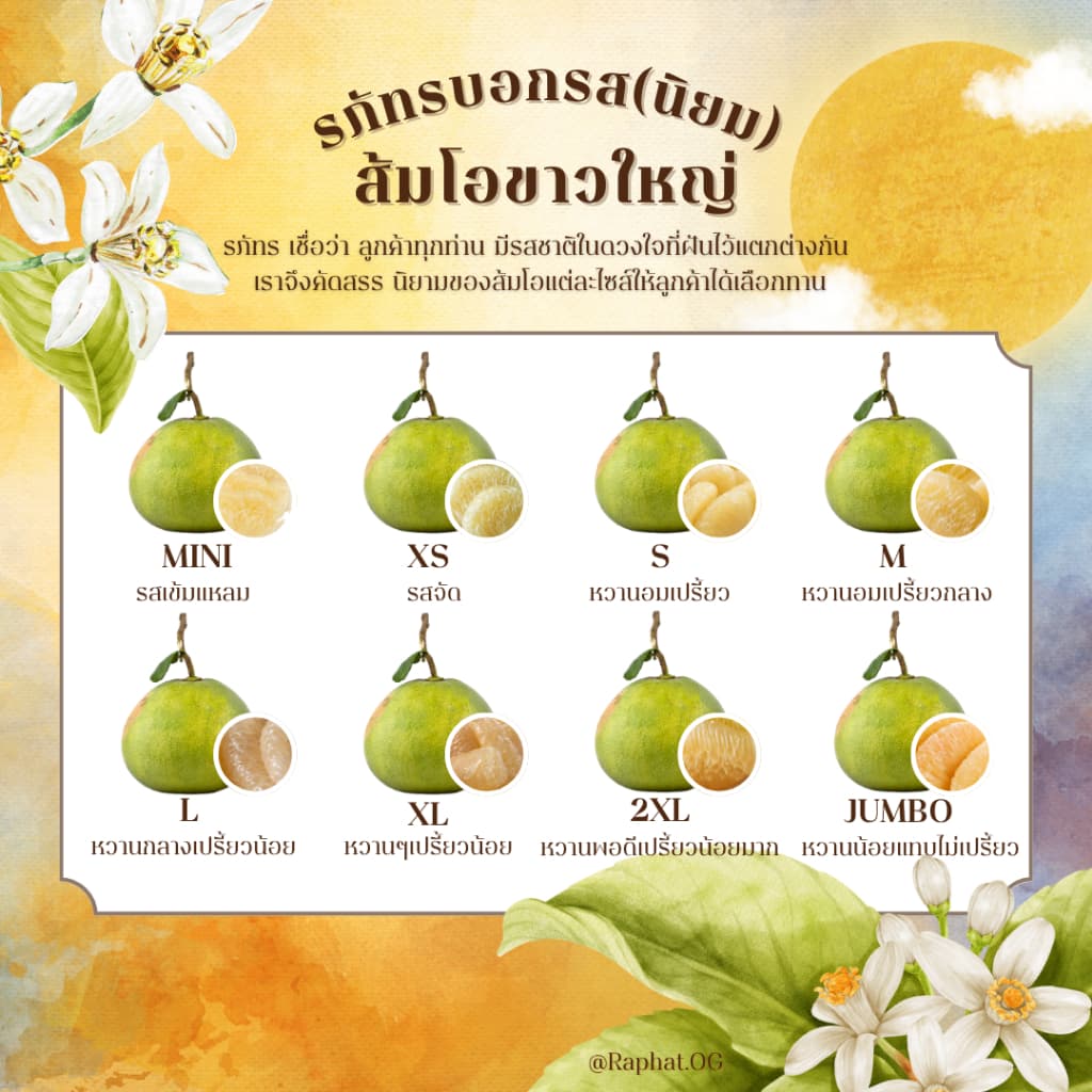 ส้มโอขาวใหญ่อัมพวาแท้ ส่งตรงจากสวน ขายเอง - คละไซส์ รูปที่ 7
