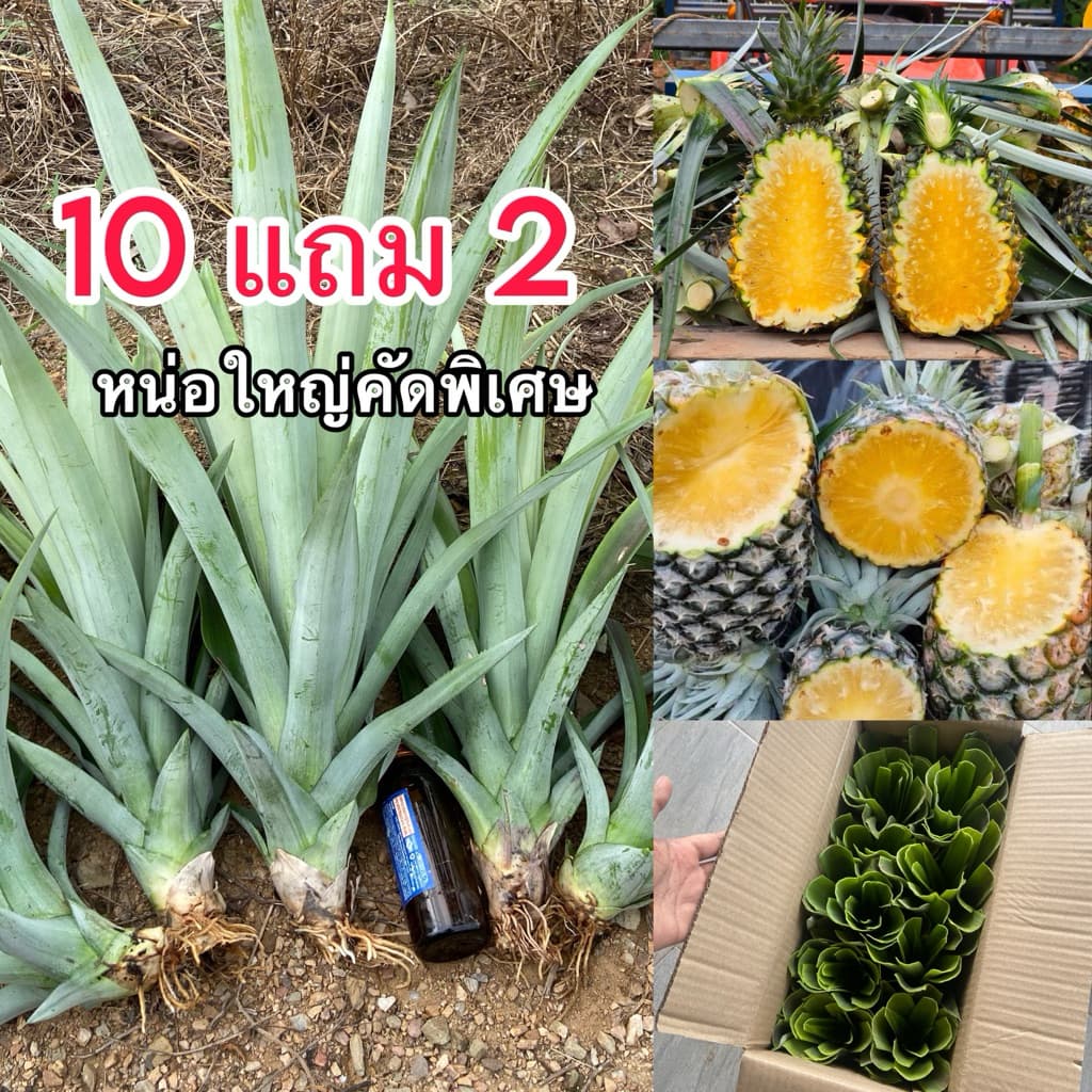 10แถม2 หน่อสับปะรดปัตตาเวีย คัดใหญ่พิเศษ รูปที่ 1