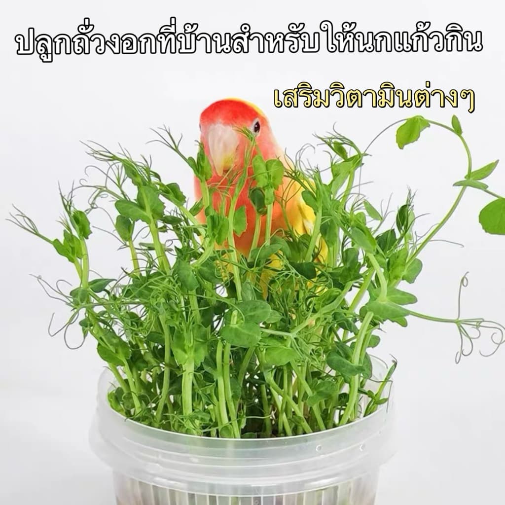 S-2 ชุดปลูกใบถั่วลันเตา ปลูกถั่วงอกที่บ้านสำหรับให้นกแก้วกิน เสริมวิตามินต่างๆ อาหารนก ขนมนกแก้ว รูปที่ 1