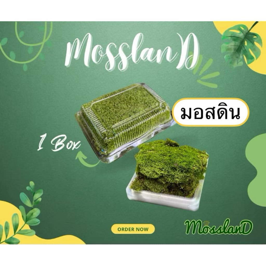 มอสดิน แบบกล่อง สดใหม่ให้เยอะ รีวิวดี ส่งตรงจากสวน มอสจัดสวน มอสสด มอส รูปที่ 1