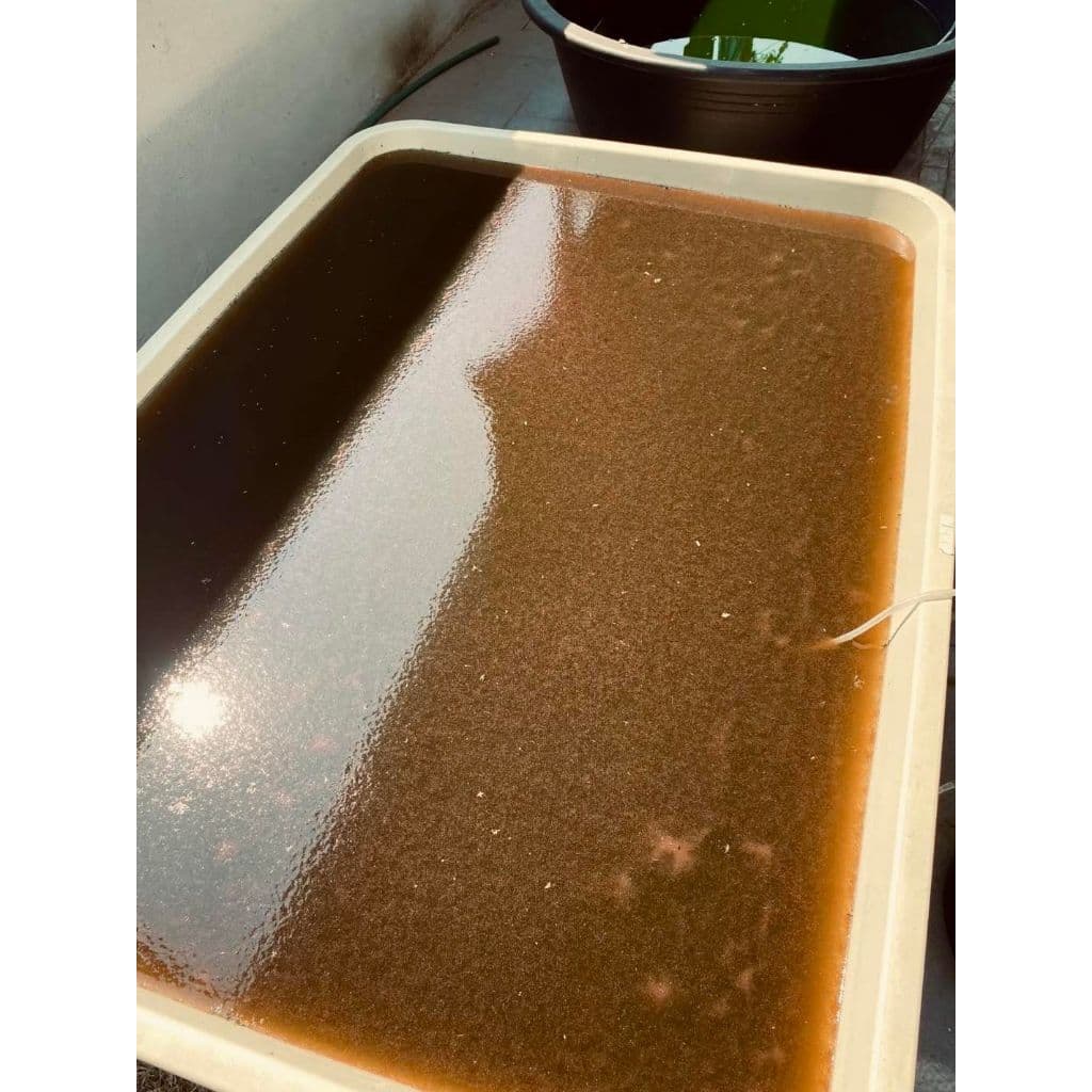 หัวเชื้อน้ำเขียว Chlorella สาหร่ายคอลเรลล่า สำหรับเพาะเลี้ยงไรแดง รูปที่ 5