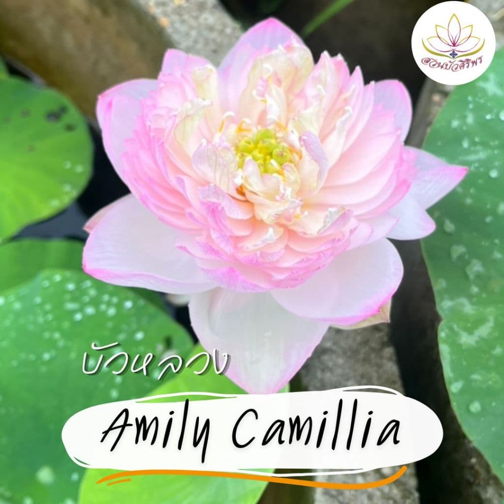 บัวหลวง Amily Camillia สีชมพูอ่อน แต้มด้วยปลายกลีบสีเข้ม มีออร่าสีเหลือง และกลีบซ้อนมาก รูปที่ 3