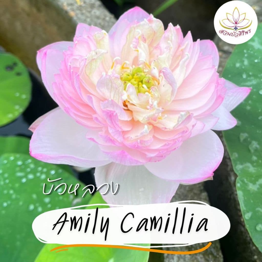 บัวหลวง Amily Camillia สีชมพูอ่อน แต้มด้วยปลายกลีบสีเข้ม มีออร่าสีเหลือง และกลีบซ้อนมาก รูปที่ 1