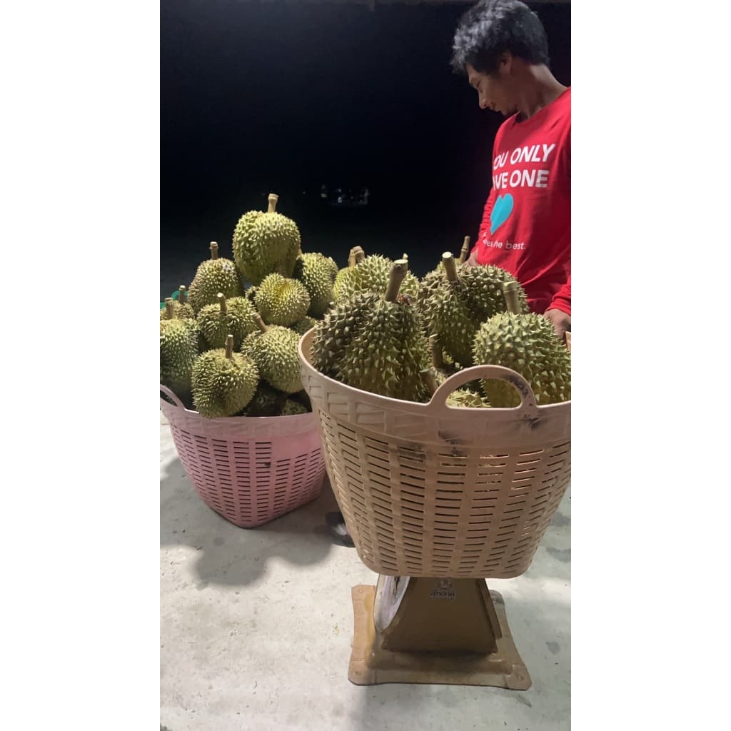 ทุเรียนหมอนทอง เกรด A นน. 3 กิโลกรัม ขึ้นไป รูปที่ 7