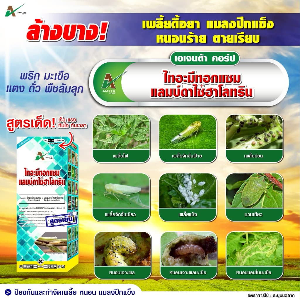 ไทอะมีทอกแซม + แลมป์ดาไซฮาโลทริน สูตรเย็น สูตรพิเศษ ZC น็อคแรง คุมนาน กำจัดเพลี้ยไฟ เพลี้ยจั๊กจั่น แมลงปีกแข็ง รูปที่ 7