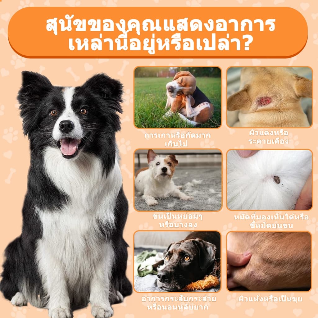 Popoo แพ็คสุดคุ้ม 2สูตร โปรไบโอติกสำหรับสุนัข และ Flea & Tick Prevention for Dogs วิตามินหมา ขนมสุนัข สำหรับสุนัขทุกวัย รูปที่ 6