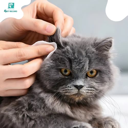 Pet Record แผ่นเช็ดสุนัขและแมว ที่เช็ดตาแมว ตา หู แบบอ่อนโยน สำหรับแมวและสุนัข ทิชชู่เปียกเช็ดคราบน้ำตา บรรจุ 130แผ่น รูปที่ 8