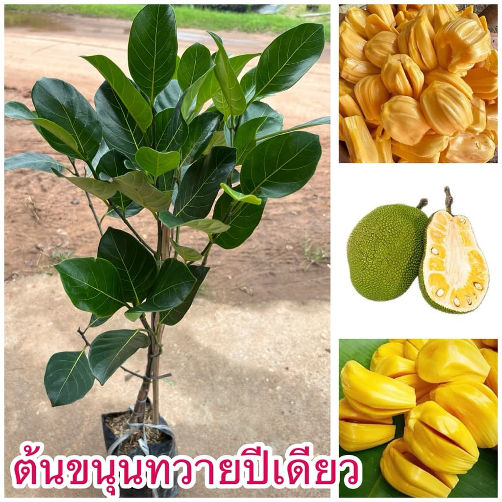 ต้นขนุนทวายปีเดียว ต้นทาบกิ่ง สูง60เซน ต้นสวย รูปที่ 1