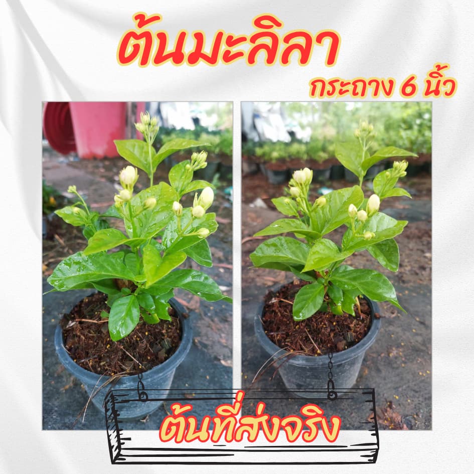 ต้นมะลิลา กระถาง 6 นิ้ว รูปที่ 6