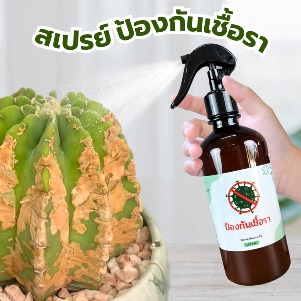 สเปรย์ป้องกันและกำจัดเชื้อราTHEAP รูปที่ 1