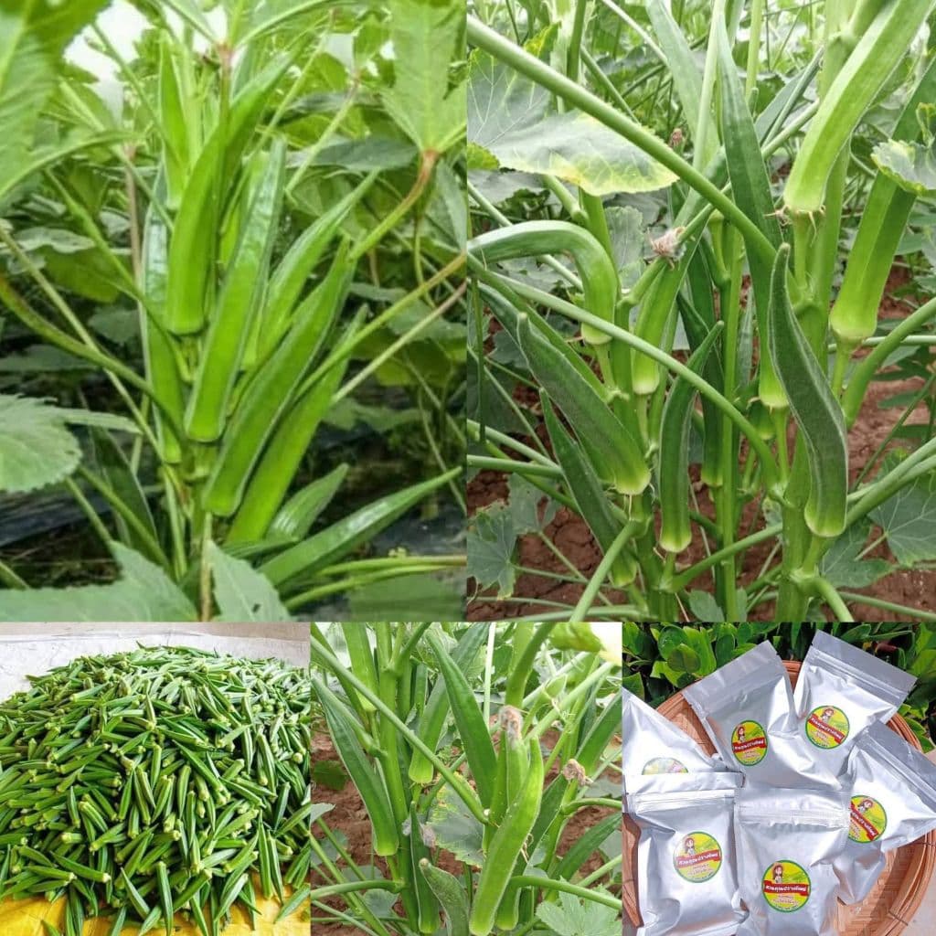 เมล็ดพันธุ์กระเจี๊ยบเขียวโอซาก้า 1000เมล็ด 99บาทำ รูปที่ 2
