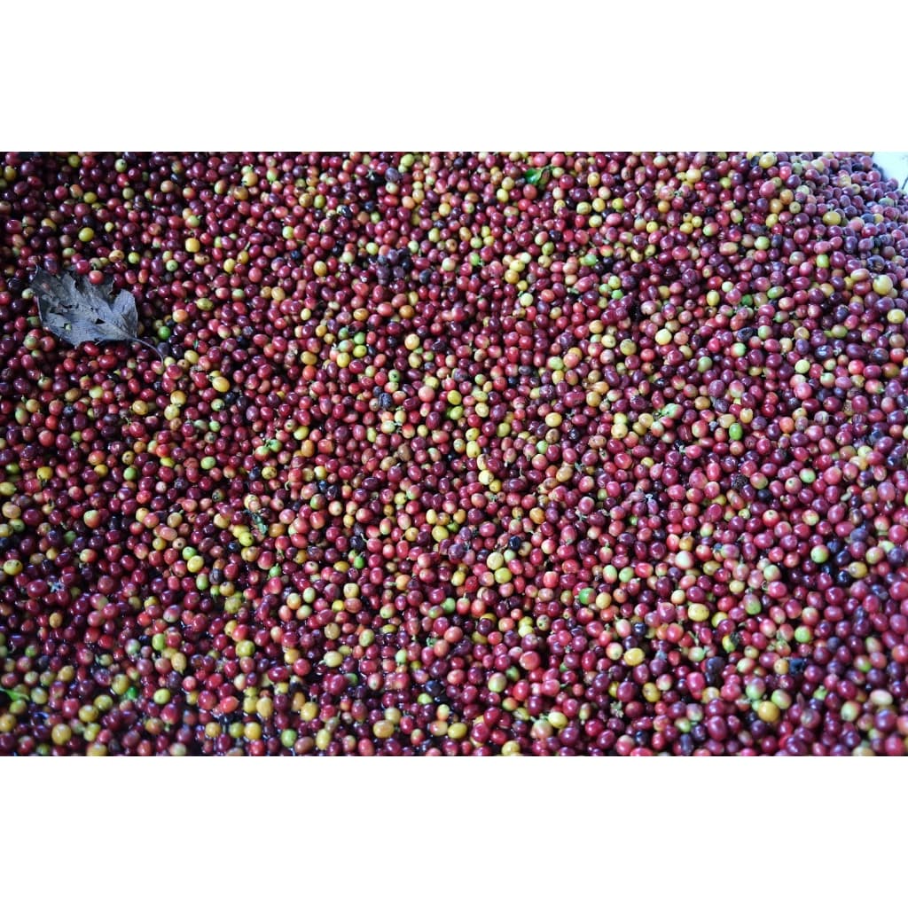 RT เมล็ดกาแฟโรบัสต้า "คั่วเข้มมาก" French Roast ขนาด 250 กรัม จากจังหวัดเชียงราย รูปที่ 6