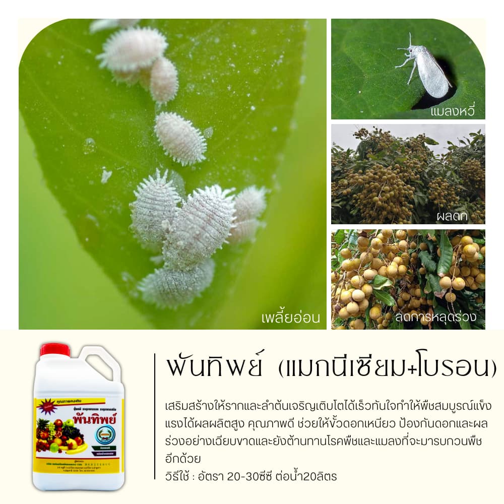 พันทิพย์ 5ลิตร เสริมสร้างให้รากและลำต้นเจริญเติบโตได้เร็วทันใจ รูปที่ 2