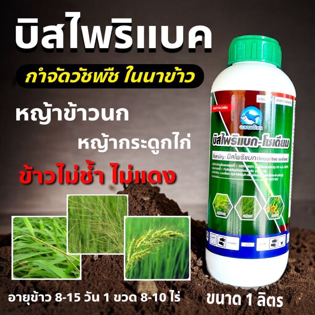 บิสไพริแบคโซเดียม 1000ซีซี ฉลามอ้วนโนมินี่ ยาฆ่าหญ้า หญ้าดอกธูป หญ้าลิเก หญ้าพุ่มพวง รูปที่ 1
