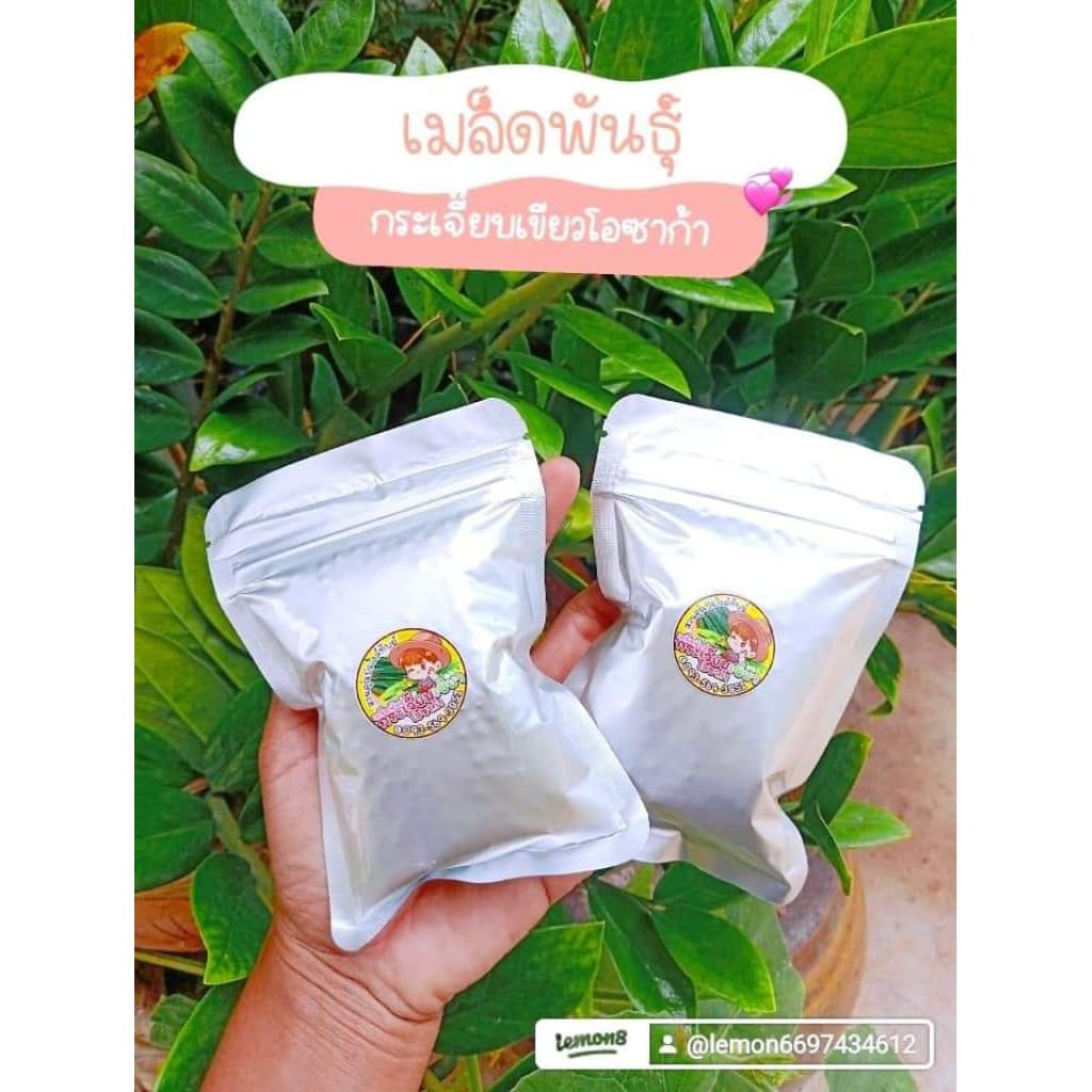 เมล็ดพันธุ์กระเจี๊ยบเขียวโอซาก้า 1000เมล็ด 99บาทำ รูปที่ 6